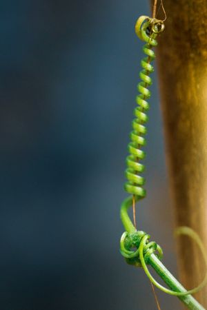 the intricate vine of a climbing plant