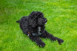 Cute puppy resting on grass
