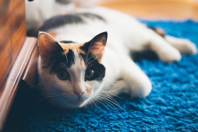 Cute cat lying on blanket