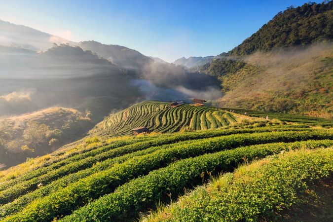 Fog in morning sunrise in tea plantation and hut at Doi Ang Khang, Chiang Mai, Thailand