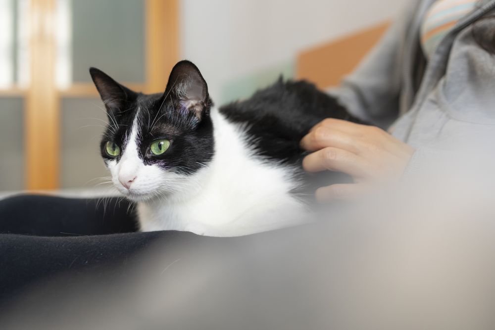 A woman enjoys a relaxing time, lying on her bed, while caressing her pet, a friendly house cat