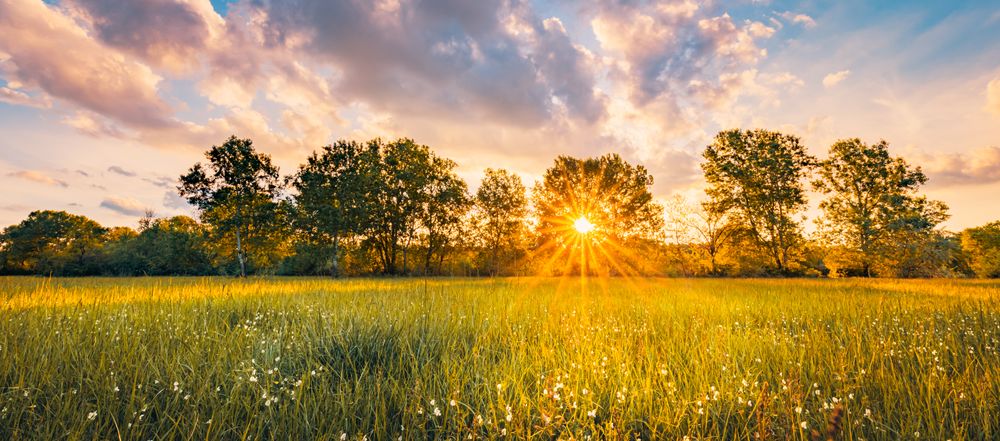 Tranquil field at sunset, wide