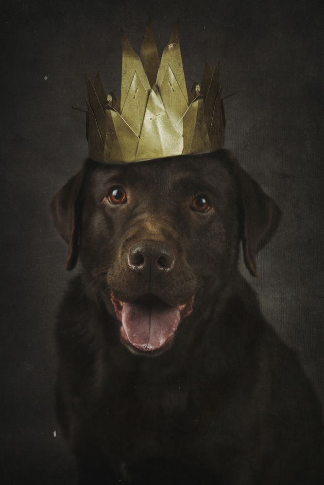 Happy brown Labrador Retriever in golden crown