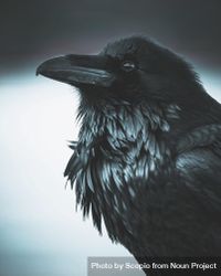 Grayscale portrait of dark crow bY6M60