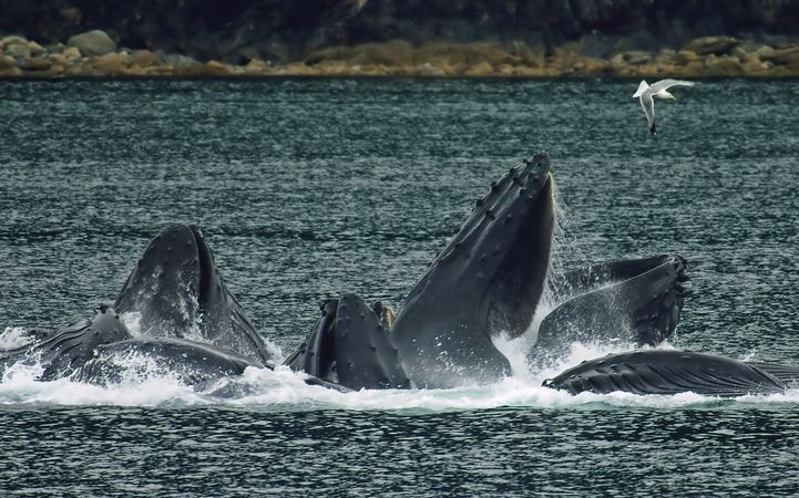 Pod of large whales feeding