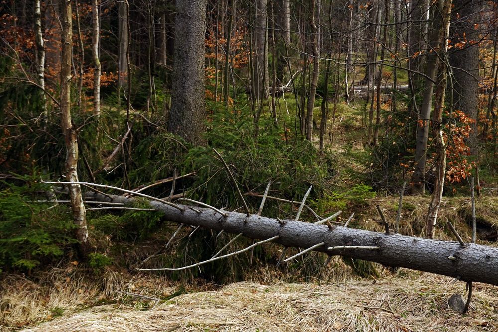 Fallen tree on ground in forest