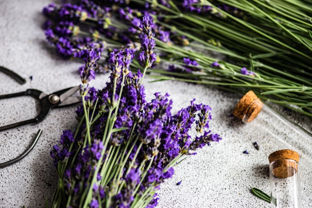 Summer background with lavender flowers on grey counter ready for arrangement