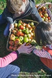 Children and older woman putting apples inside of baskets 47mrNk