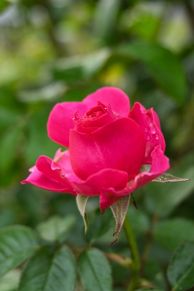 the beauty flower of rose