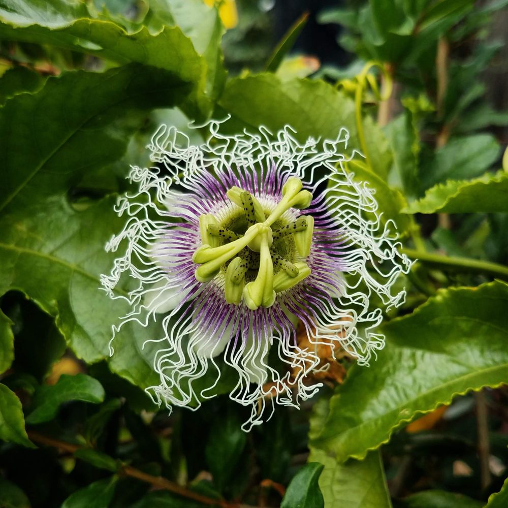 Passion blossom