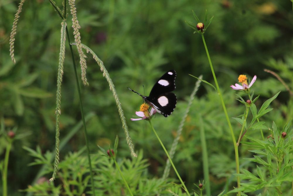 Butterfly With Flower