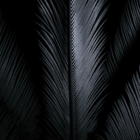 Grayscale photo of palm tree leaf