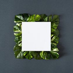 Green monstera leaves on gray background with paper card