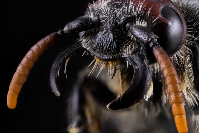 close up of Dark brown ant