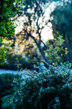 Rosemary shrub in garden at dusk