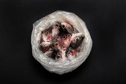 Open plastic bag with fish inside