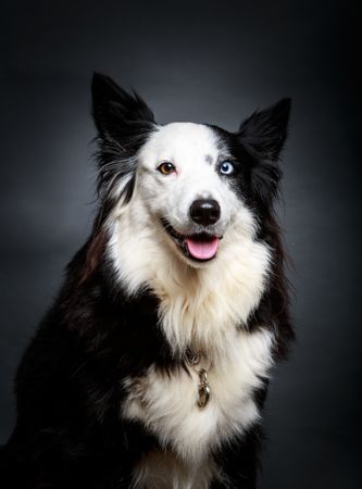 Funny dog with different eyes