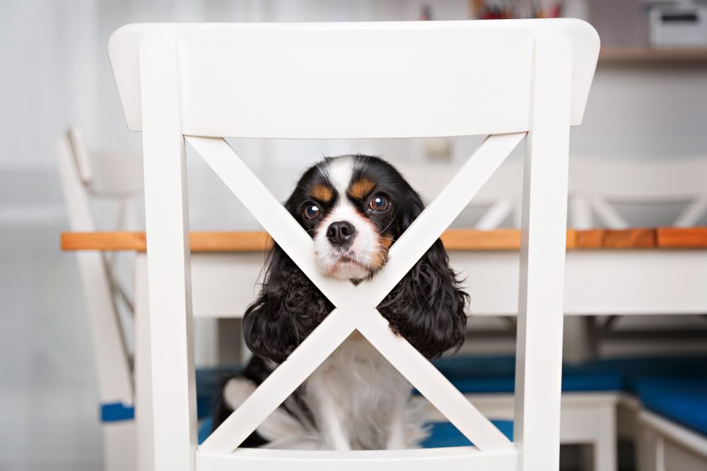 Cavalier spaniel poking head through chair in the kitchen