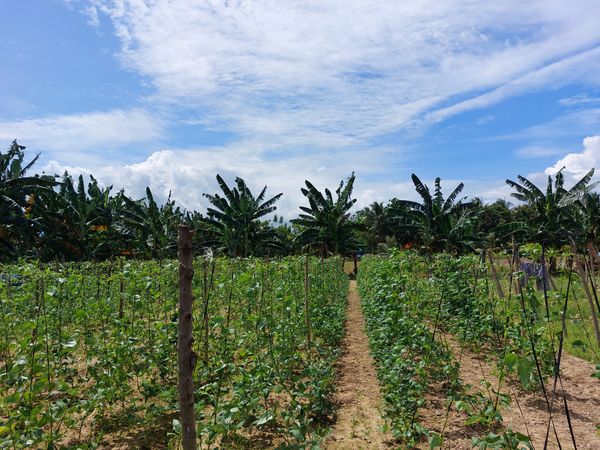 tomato garden