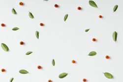 Coffee fruit and leaf pattern on light background