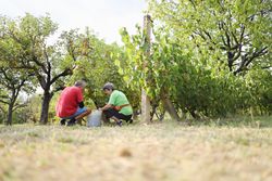 Mature Couple Picking Grapes Together in a Sunny Vineyard.