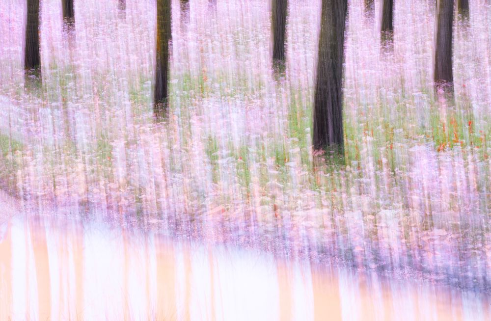 Blurred trees in green forest
