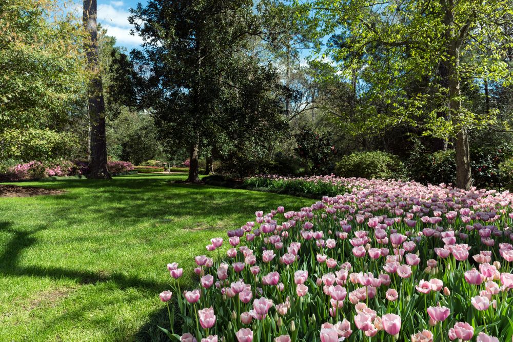 Tulips pop in late winter at the Bayou Bend Collection and Gardens, Houston, Texas