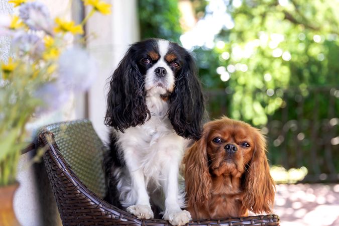 Two cavalier spaniels sitting together on a chair outside