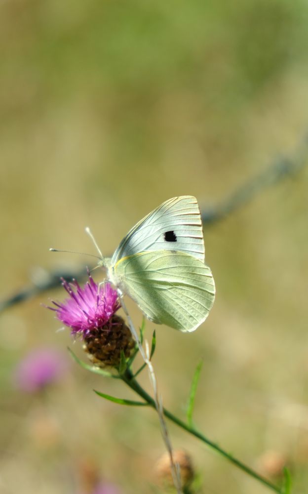 Close up of delicate lemon flower butterfly