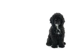 Cute dog in harness sitting and looking at camera with copy space