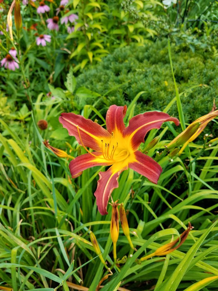 Red and yellow lily
