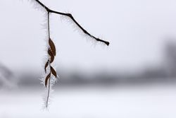 Frosty branch with dry leaves