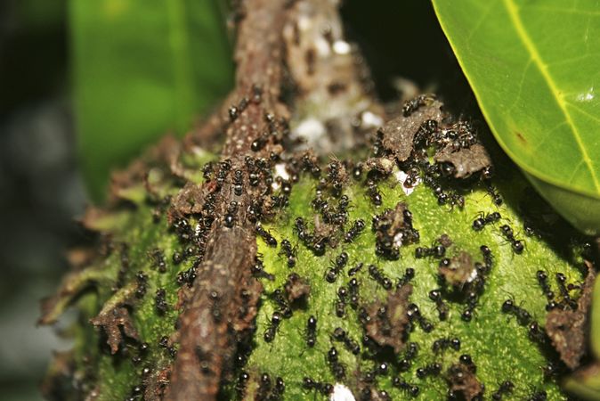 Ants swarming on top of a green fruit in tree hanging from branch
