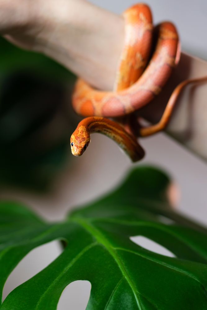 Corn snake wrapped around woman hand with plants in background