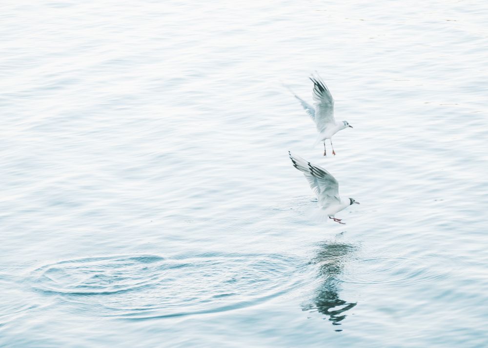 Seagulls hunting and flying over water