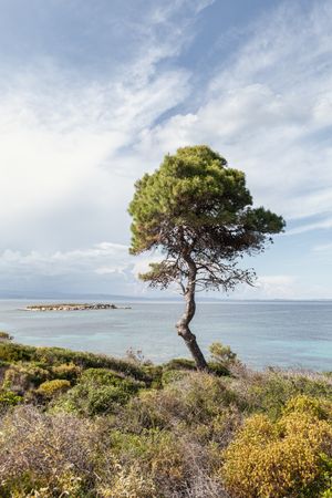 Green tree on picturesque coastline