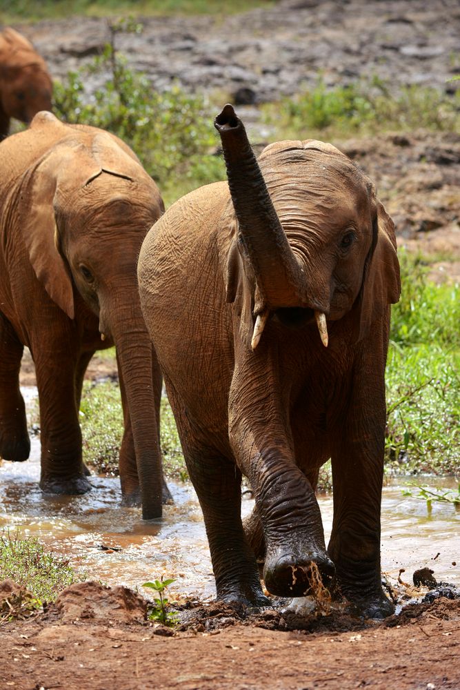 Elephant calves