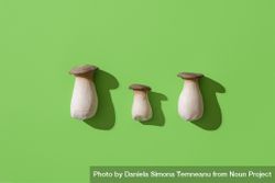 Boletus edulis mushroom on green background, top view 47yRA0
