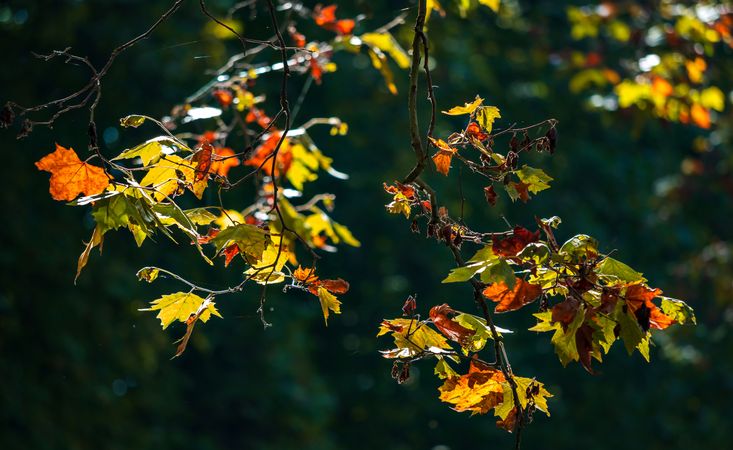 Pointed multicolored autumn maple and sycamore leaves. Close-up.
