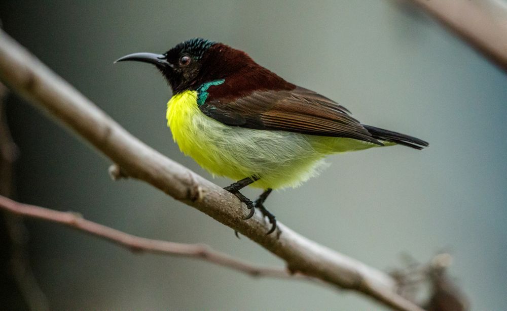 Sunbird on brown tree branch