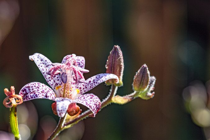 Toad lily flower in bloom outside with copy space