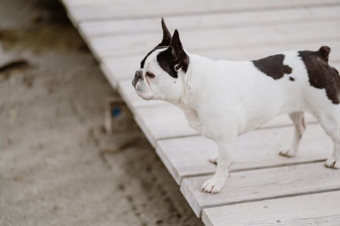 Cute dog on pier near sea