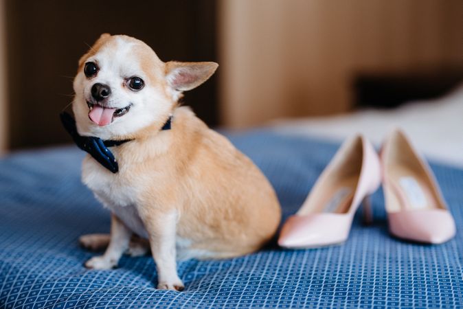 Brown chihuahua on bed beside high heel shoes