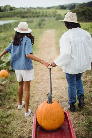 Back view of girl and a boy with trolley collecting pumpkins from the field