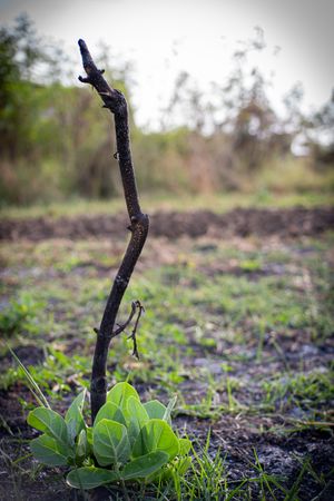 burnt plant and new life