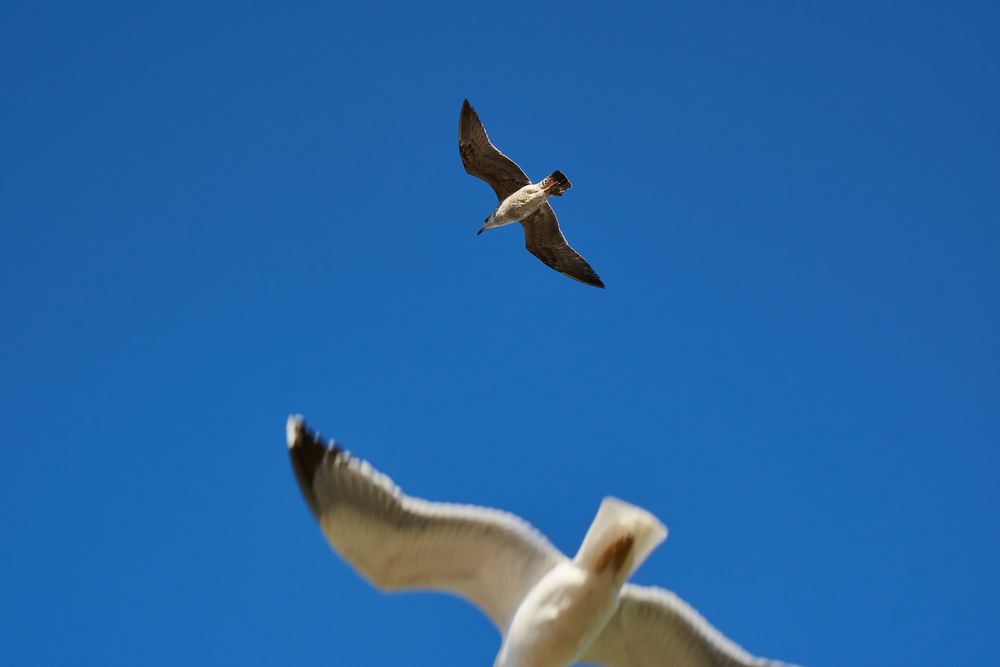 Sea gulls flying in blue sky