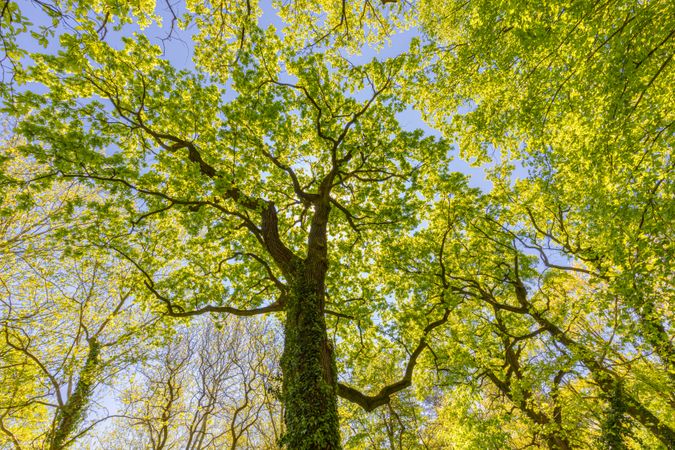 Shot looking up at green trees