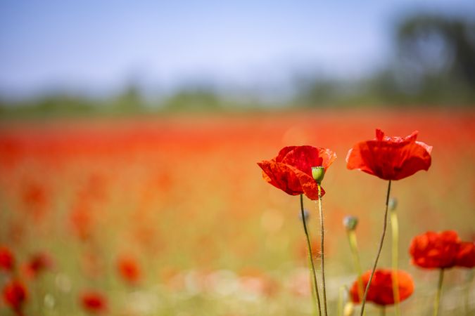 Poppies in a field with selective focus
