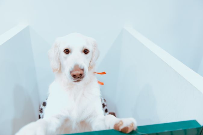 Big Labrador looking at camera