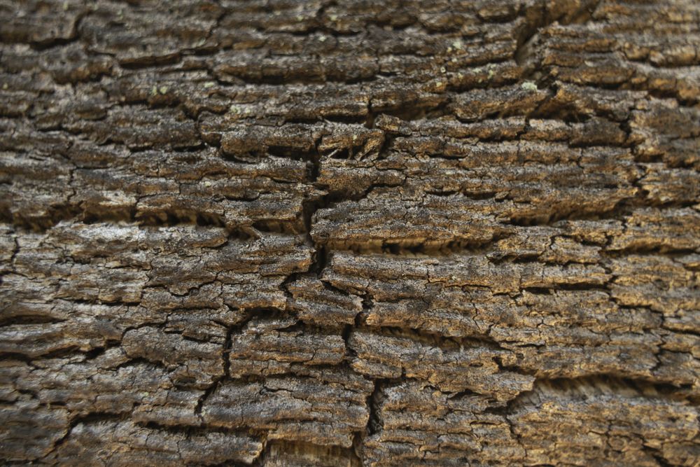 Brown cork oak bark. Wood texture with cracks. Tree trunk
